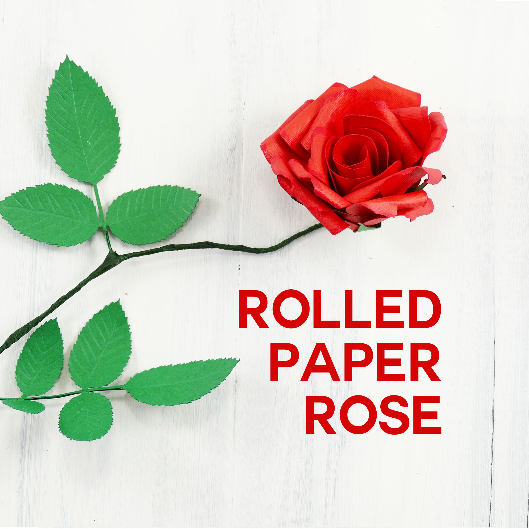 Rolled Paper Rose Tutorial Fun & Realistic! Jennifer Maker