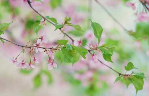 Pink cherry blossoms at Maruyama Park in Kyoto, Japan