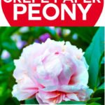 Make crepe paper peony flowers that look like the real thing! This step-by-step tutorial offers a FREE pattern and SVG cut file so you can create crepe peonies that last year round. This is an original designed, modeled after an actual peony picked from my garden. #cricut #cricutmade #cricutmaker #cricutexplore #svg #svgfile