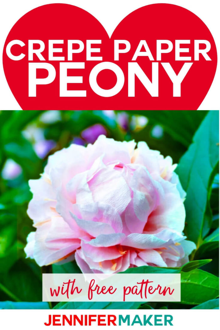 Make crepe paper peony flowers that look like the real thing! This step-by-step tutorial offers a FREE pattern and SVG cut file so you can create crepe peonies that last year round. This is an original designed, modeled after an actual peony picked from my garden. #cricut #cricutmade #cricutmaker #cricutexplore #svg #svgfile