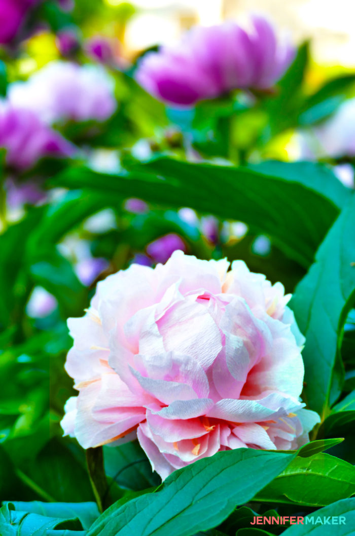 A faux crepe paper peony flower in a real peony bush