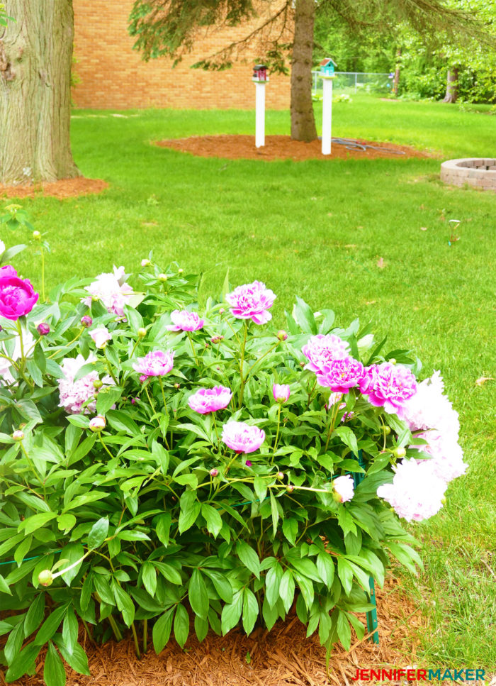 My actual peony bushes are the inspiration to make crepe paper peony flowers that look real!