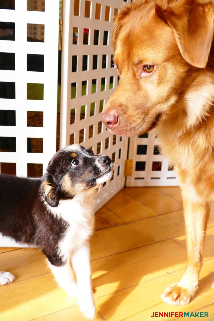 Dog and puppy in front of our DIY pet gate in our house