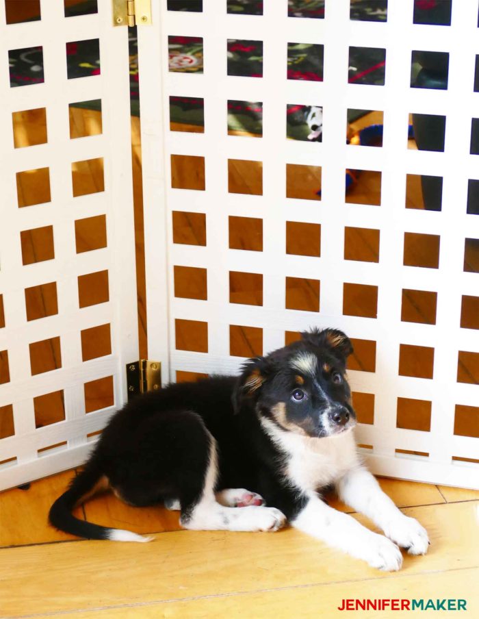 Puppy in front of our extra tall and extra wide DIY pet gate