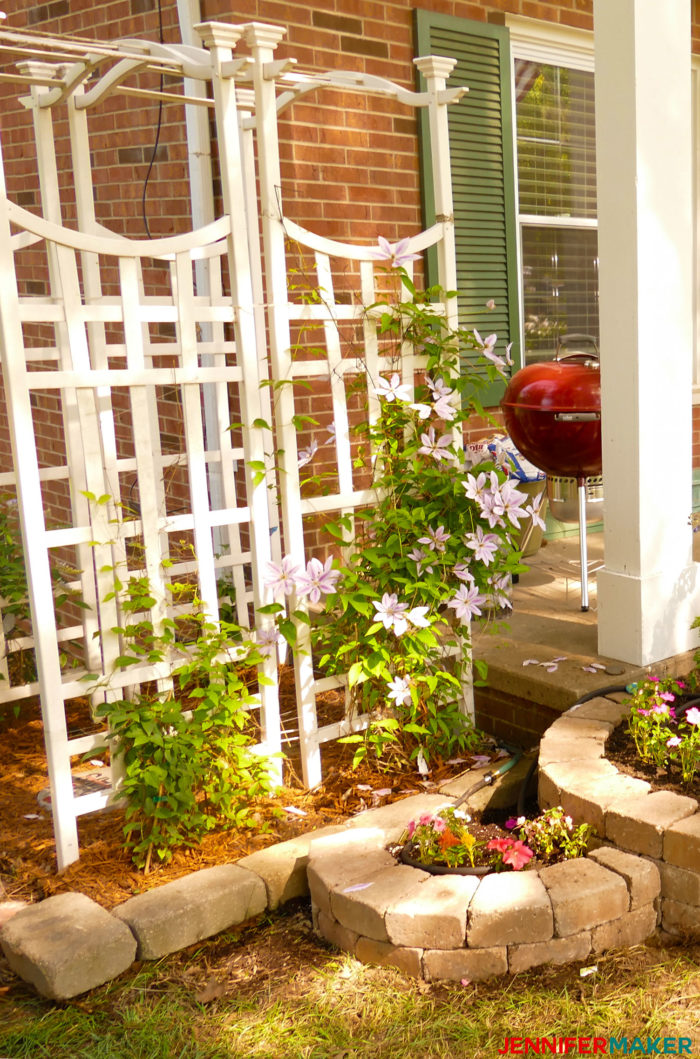 Jennifer's white arbor with clematis growing on it