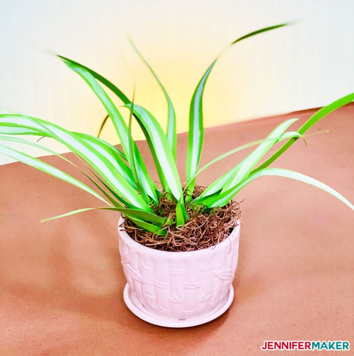 Pretty paper spider plant made from green cardstock!