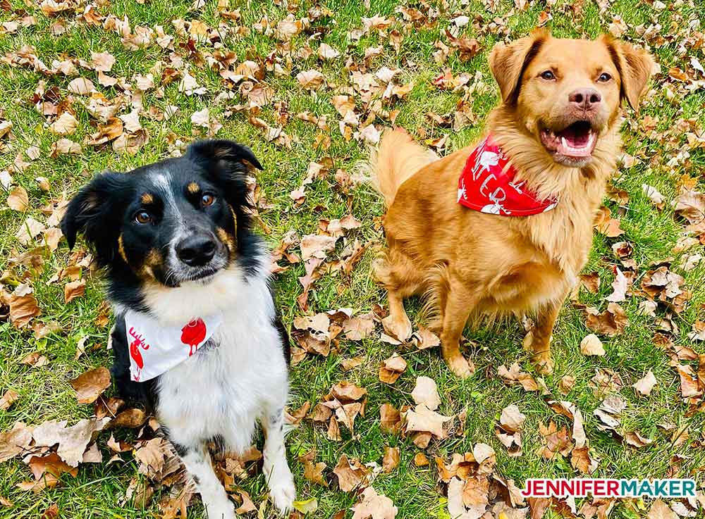 My two dogs wearing personalized pet bandanas in red and white cotton fabric