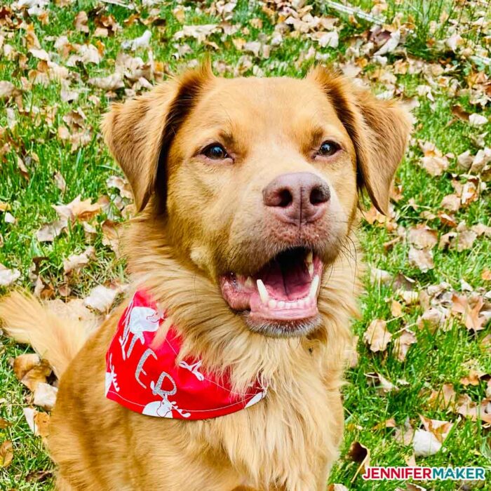 Personalized pet bandanas in red cotton on my golden retriever dog Hunter