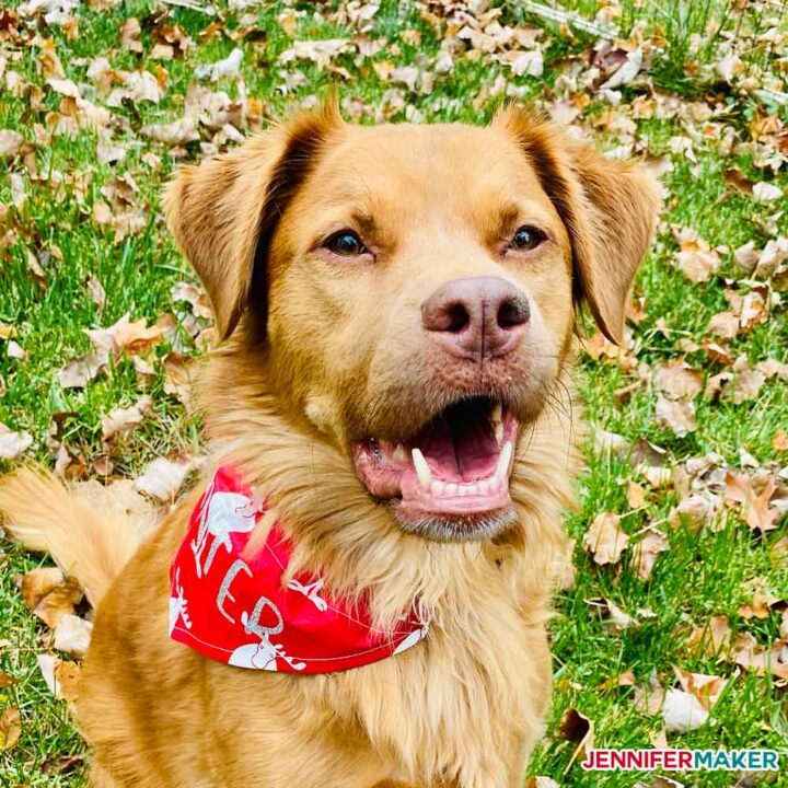 DIY Personalized Pet Bandanas Jennifer Maker